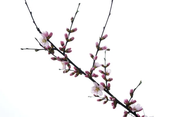Tavaszi Évszak Virágokkal — Stock Fotó