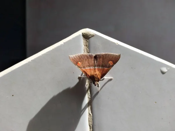 Primer Plano Techo Madera Con Una Flor — Foto de Stock