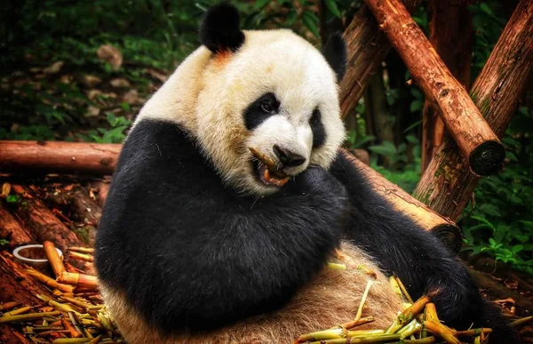 panda bear animal in zoo, pandas wildlife