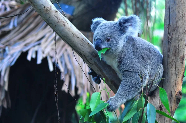 Koala Siedzi Drzewie — Zdjęcie stockowe