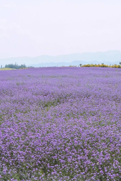 Wunderschönes Lavendelfeld Violette Blüten — Stockfoto