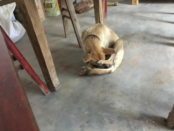 Gato Durmiendo Suelo — Foto de Stock