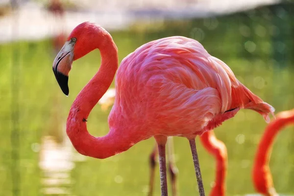 Flamingo Rosa Fauna Aves Natureza — Fotografia de Stock