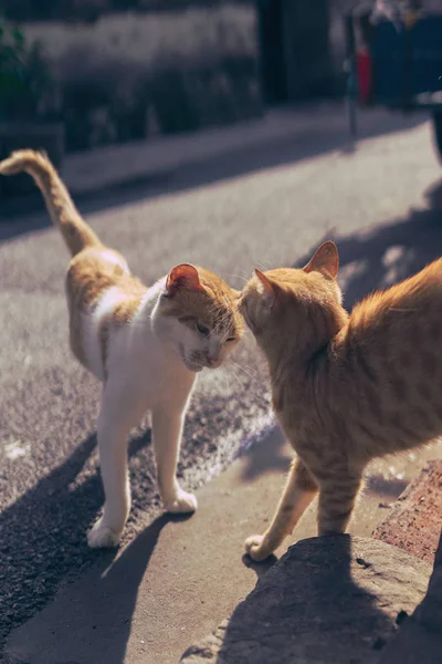 dog and cat walking on the street