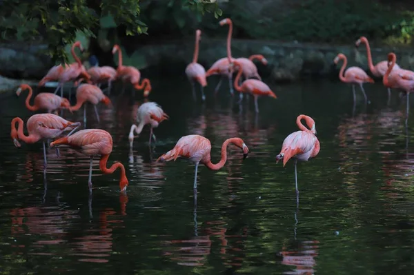 Flamingo Rosa Pássaro Tropical — Fotografia de Stock