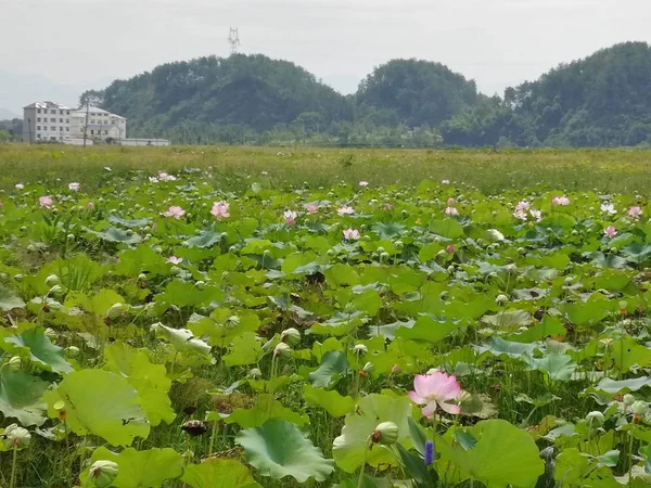 Hermoso Paisaje Con Plantas Verdes Flores — Foto de Stock