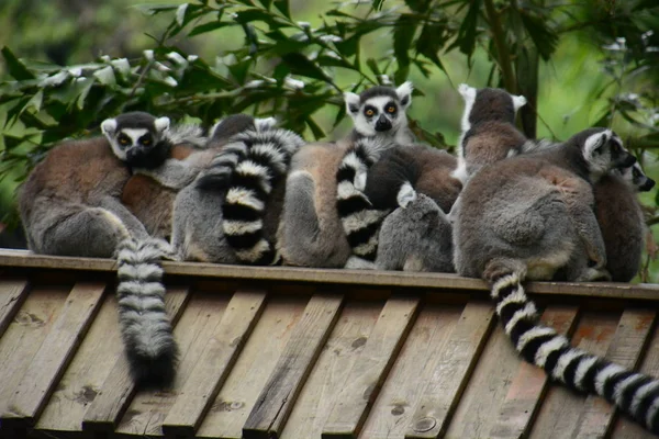Anello Lemure Seduto Albero — Foto Stock