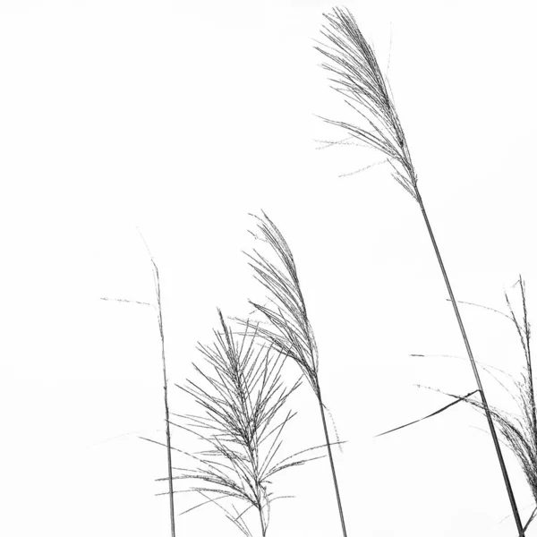 白い背景にタンポポの種 — ストック写真