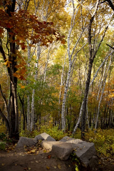 Φθινοπωρινό Δάσος Πρωί Πολύχρωμη Χλωρίδα Φύλλα — Φωτογραφία Αρχείου