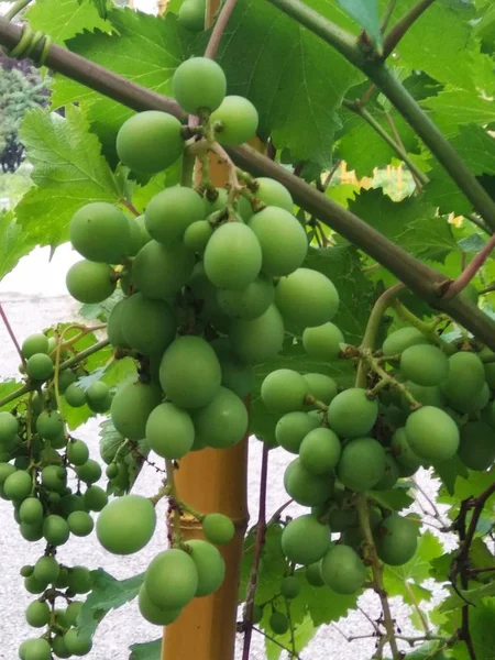 Uvas Verdes Árbol — Foto de Stock