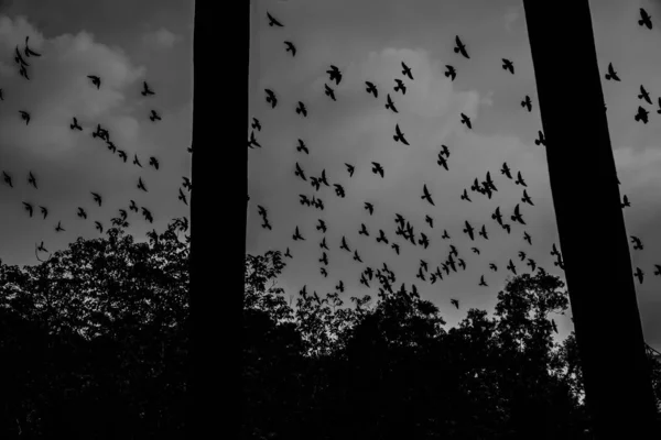 Foto Blanco Negro Pájaros Volando Cielo — Foto de Stock