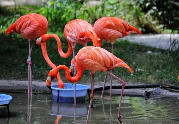 Flamingo Rosa Fauna Aves Natureza — Fotografia de Stock