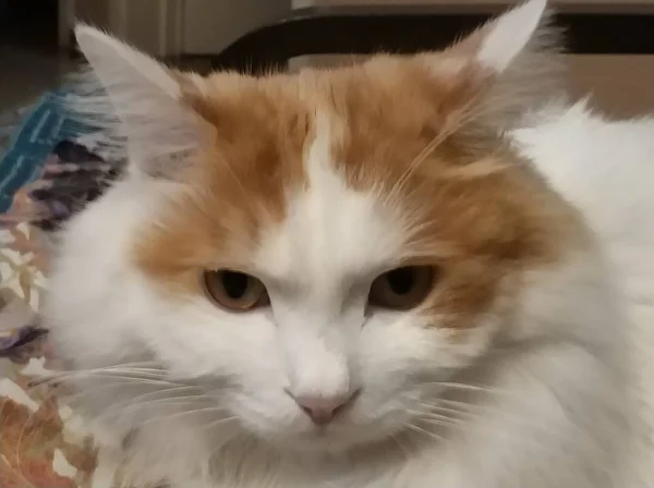 stock image white cat on the bed