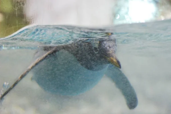 Primer Plano Una Tortuga Agua — Foto de Stock