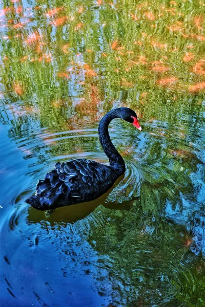 Een Mooie Zwarte Zwaan Zwemmen Vijver — Stockfoto