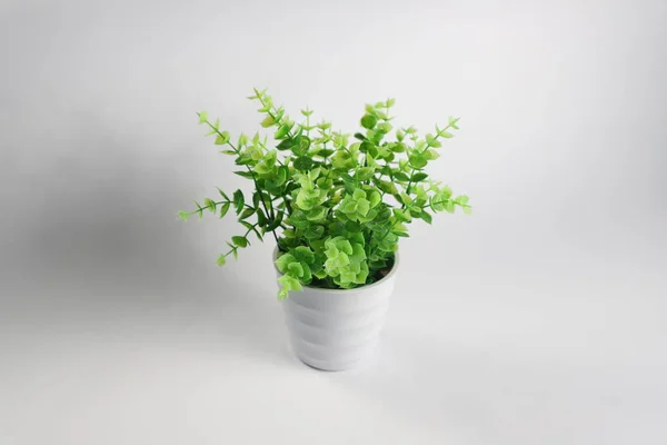 Planta Verde Fresca Una Olla Sobre Fondo Blanco — Foto de Stock