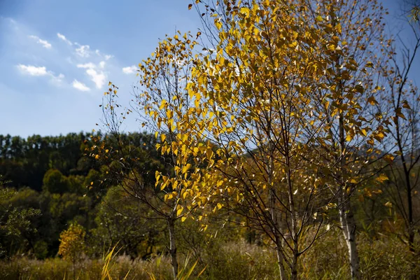 autumn landscape with yellow leaves and blue sky