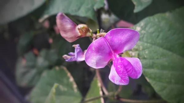 花园里美丽的兰花 — 图库照片