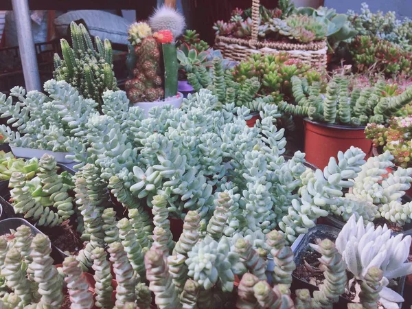 Plantas Verdes Cactus Flora — Foto de Stock