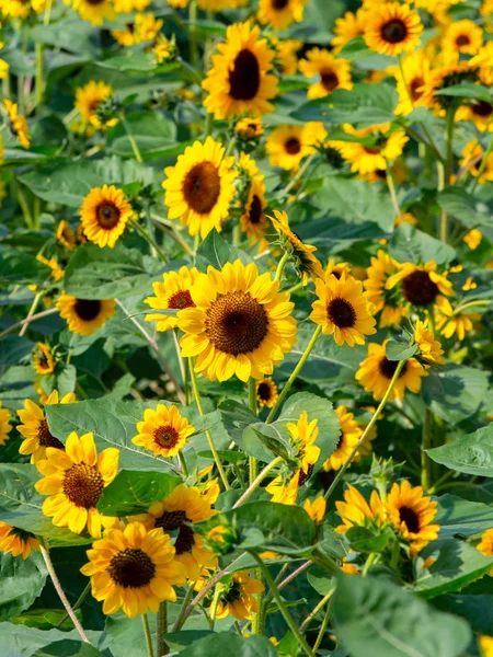 Veld Van Zonnebloemen Tuin — Stockfoto