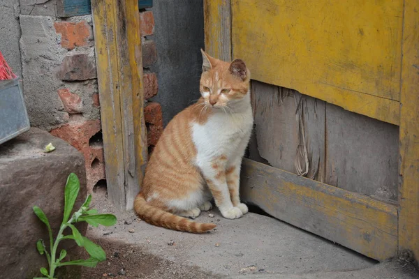 Gato Rojo Sentado Calle — Foto de Stock