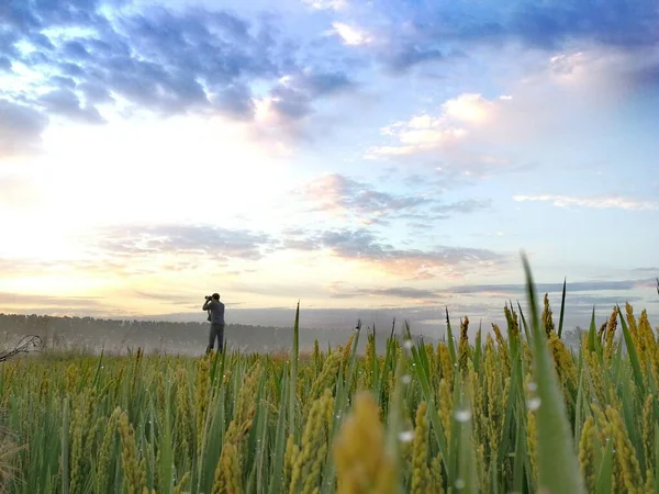 Young Woman Standing Wheat Field — Stock Photo, Image