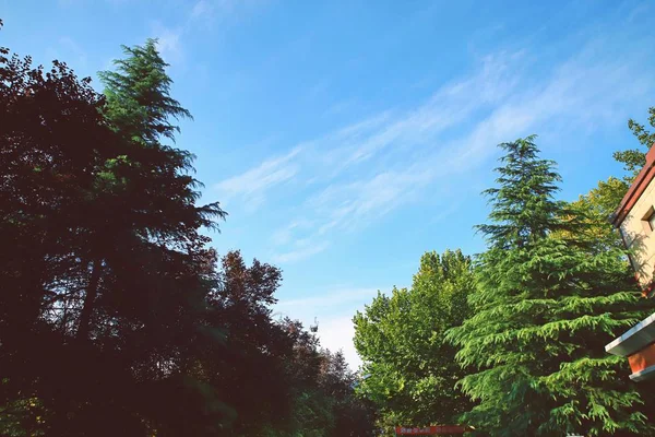 Alberi Flora Naturale Ambiente — Foto Stock