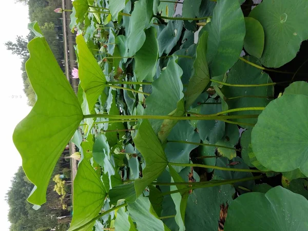 Hojas Verdes Árbol — Foto de Stock