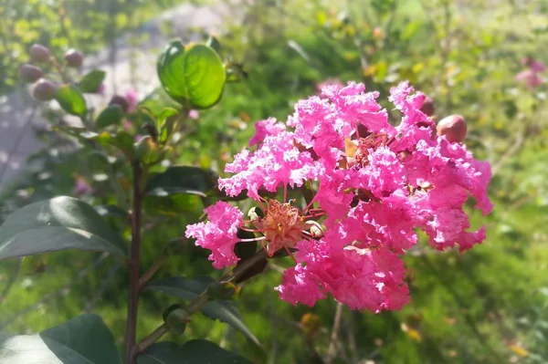 Flor Rosa Jardín — Foto de Stock