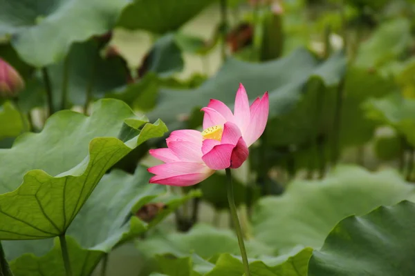 Flor Loto Jardín — Foto de Stock