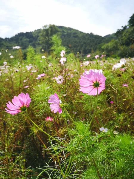 Kosmos Blumen Garten — Stockfoto