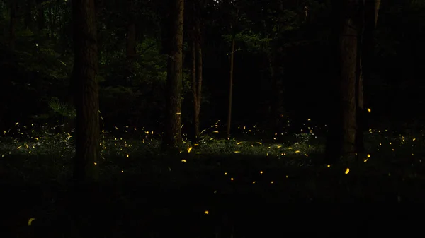 Noche Aire Libre Parque — Foto de Stock