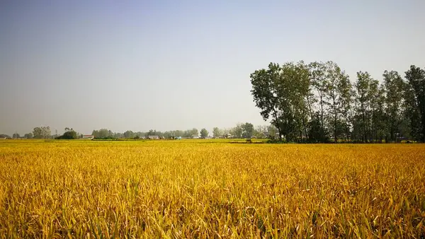 Beautiful Landscape Field Corn — Stock Photo, Image