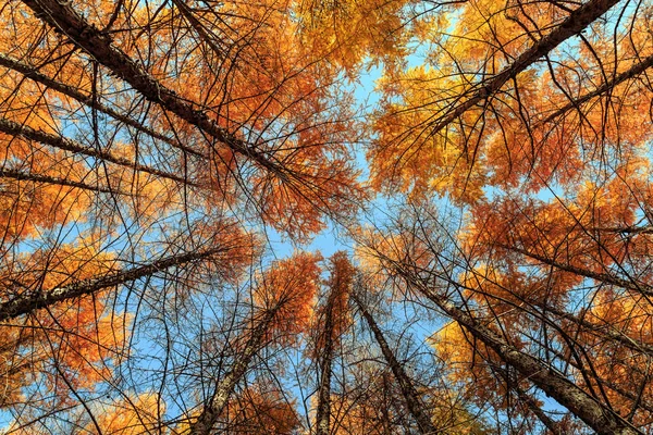 Bosque Otoño Por Mañana Flora Colorida Hojas Otoño — Foto de Stock