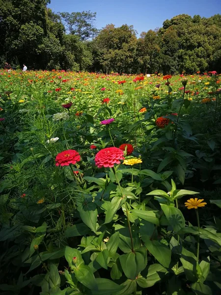 Schöne Rote Blume Garten — Stockfoto