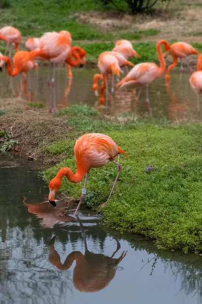 Flamingo Rosa Fauna Aves Natureza — Fotografia de Stock