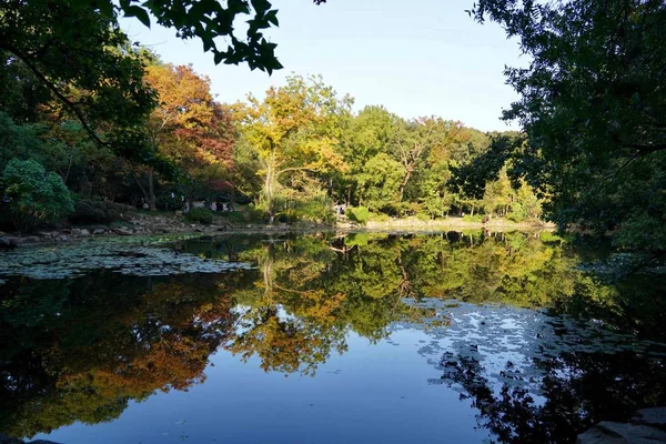 Hermoso Paisaje Con Árboles Reflejos — Foto de Stock