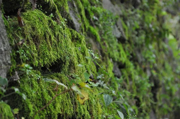 Зелений Мох Лісі Листя — стокове фото