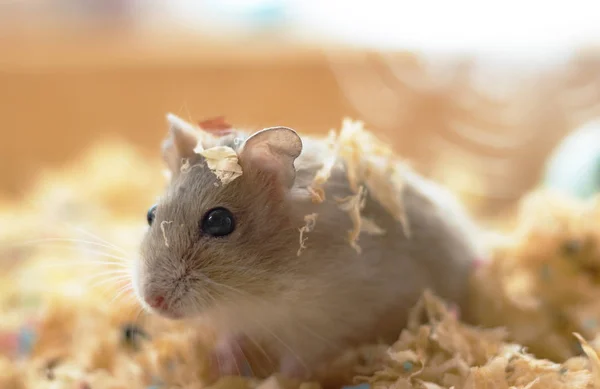 Schattig Hamster Eten Gras — Stockfoto