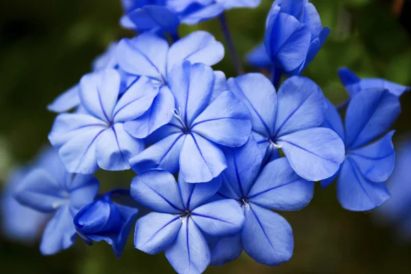 Krásné Modré Květinové Pozadí — Stock fotografie