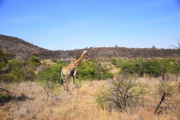 Afrikaanse Giraffe Dier Herbivoor — Stockfoto