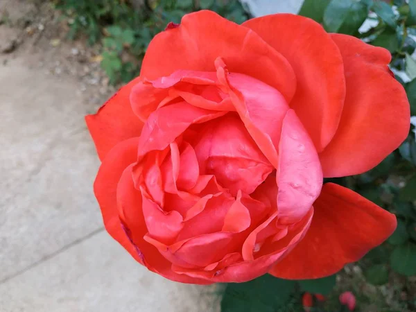 Hermosa Rosa Roja Jardín Flora — Foto de Stock