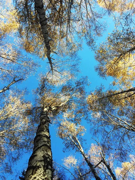 Дерево Лісі Природа Флори — стокове фото