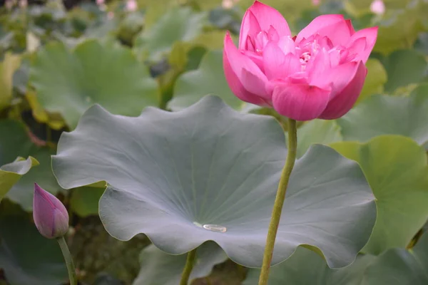 Flor Loto Jardín — Foto de Stock