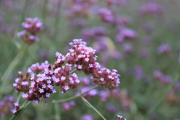 Hermosas Flores Primavera Jardín — Foto de Stock