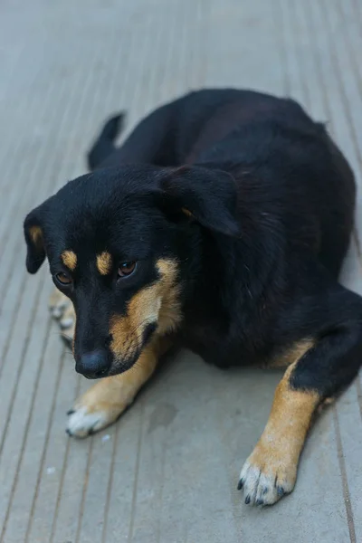 Lindo Perro Suelo — Foto de Stock