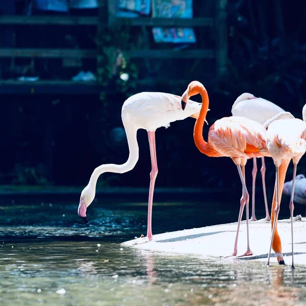 Flamingo Rosa Pássaro Tropical — Fotografia de Stock