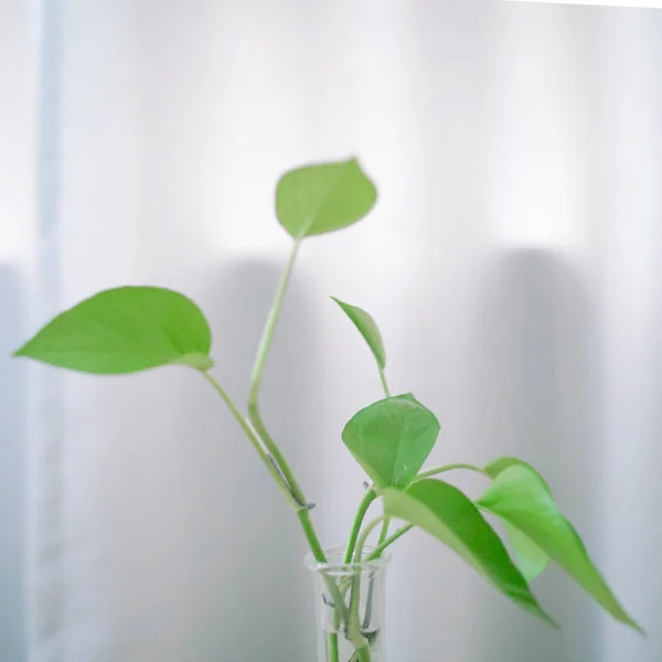 Planta Verde Habitación — Foto de Stock