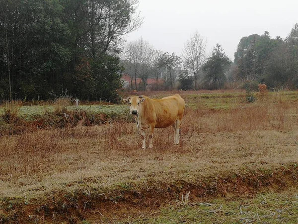 Domestic cattle at the farm