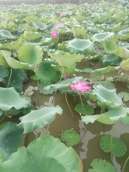 Hermoso Plano Botánico Fondo Pantalla Natural — Foto de Stock